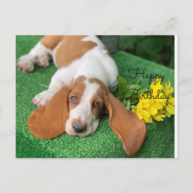 Basset hound happy birthday post card (Front)