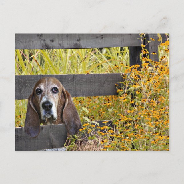 Basset Hound howdy Postcard (Front)