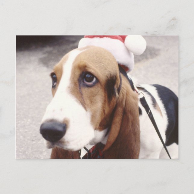 Basset Hound in Santa Hat Holiday Postcard (Front)