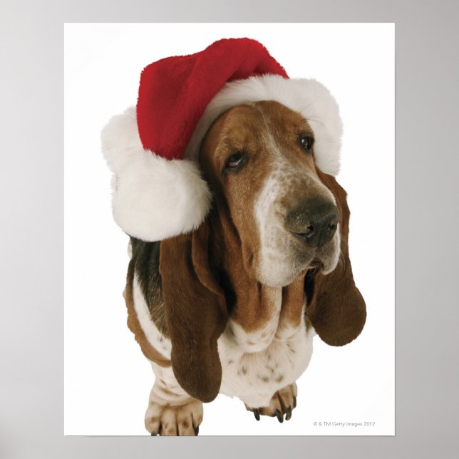 Basset hound in Santa hat Poster (Front)