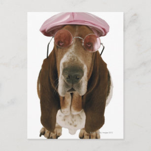 Basset hound in sunglasses and cap postcard