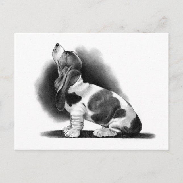 BASSET HOUND: PENCIL REALISM: PUPPY POSTCARD (Front)