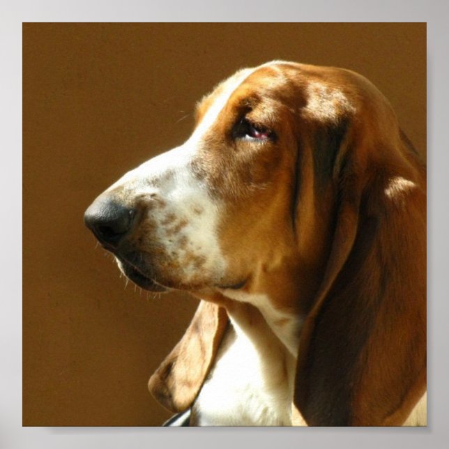 Basset Hound Photo Print (Front)