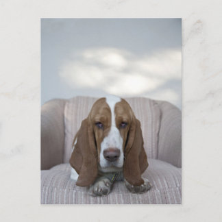 Basset Hound Postcard
