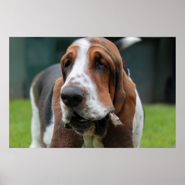 Basset Hound Poster (Front)