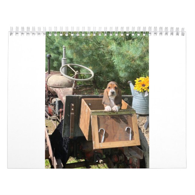 Basset hound puppies calendar (Cover)