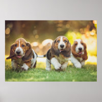 Basset Hound Puppies Running