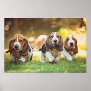 Basset Hound Puppies Running Poster