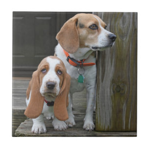 Basset Hound Puppy And Beagle Buddy Tile