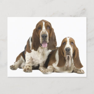 Basset Hound Puppy Dog Love, Hello Thinking of You Postcard