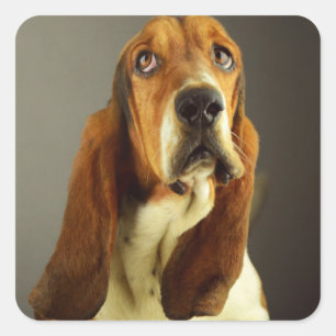 Basset Hound Puppy Dog Sticker / Label