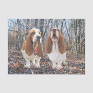 Basset Hounds in the Woods Tissue Paper