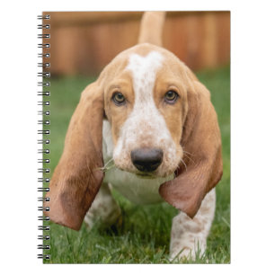 Basset Houng Puppy Walking Notebook