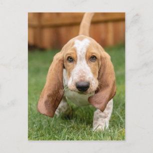 Basset Houng Puppy Walking Postcard