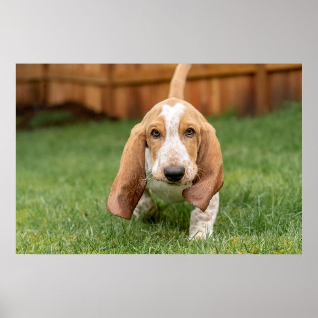 Basset Houng Puppy Walking Poster (Front)
