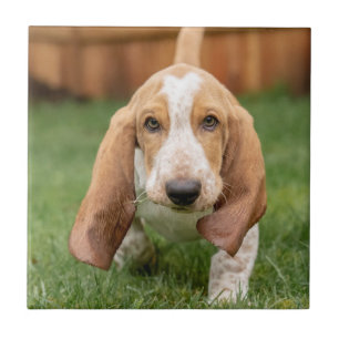 Basset Houng Puppy Walking Tile