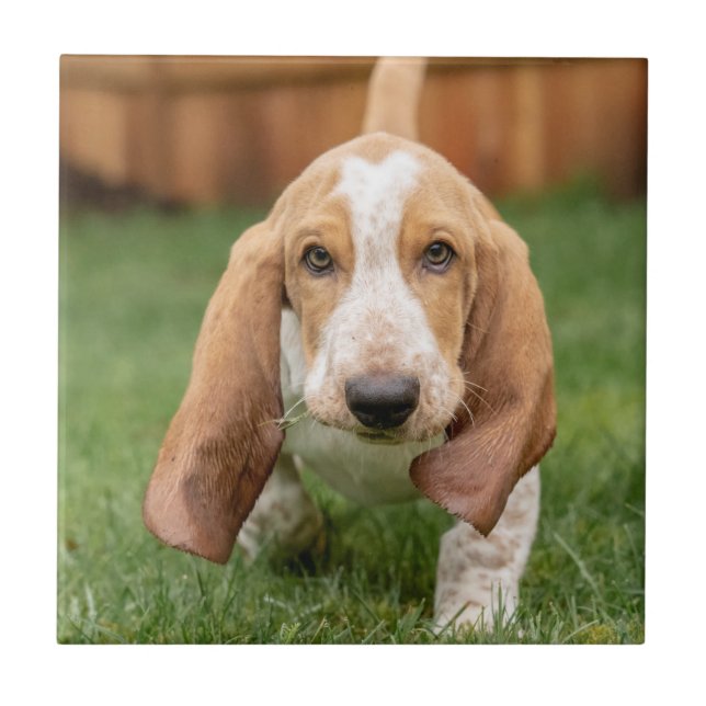 Basset Houng Puppy Walking Tile (Front)