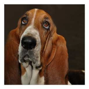 bassett hound 2 poster