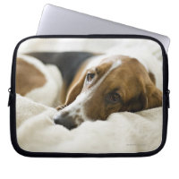 Bassett Hound