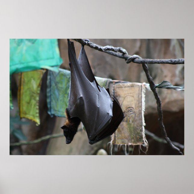 Bat (6) - poster / print (Front)