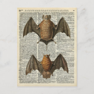 Bat Anatomy Postcard