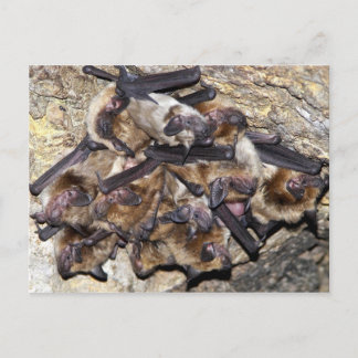 Bat Attack Day Postcard
