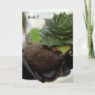 Bat Birthday Card - Birthday Accolades To you