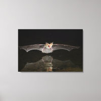 Bat drinking in flight, Arizona