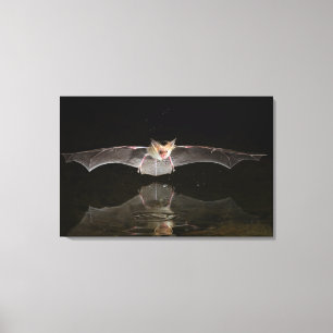 Bat drinking in flight, Arizona Canvas Print