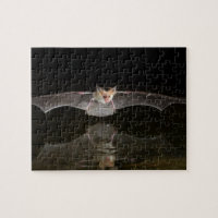 Bat drinking in flight, Arizona