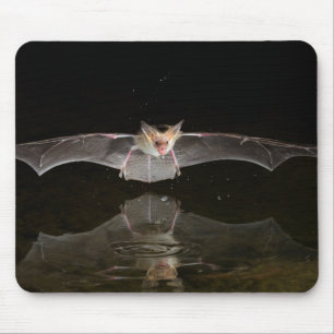 Bat drinking in flight, Arizona Mouse Pad