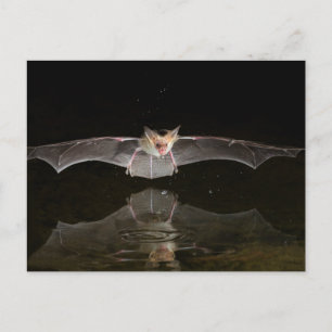 Bat drinking in flight, Arizona Postcard