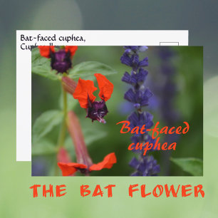 Bat-faced cuphea Flower Photographic Botanical Postcard