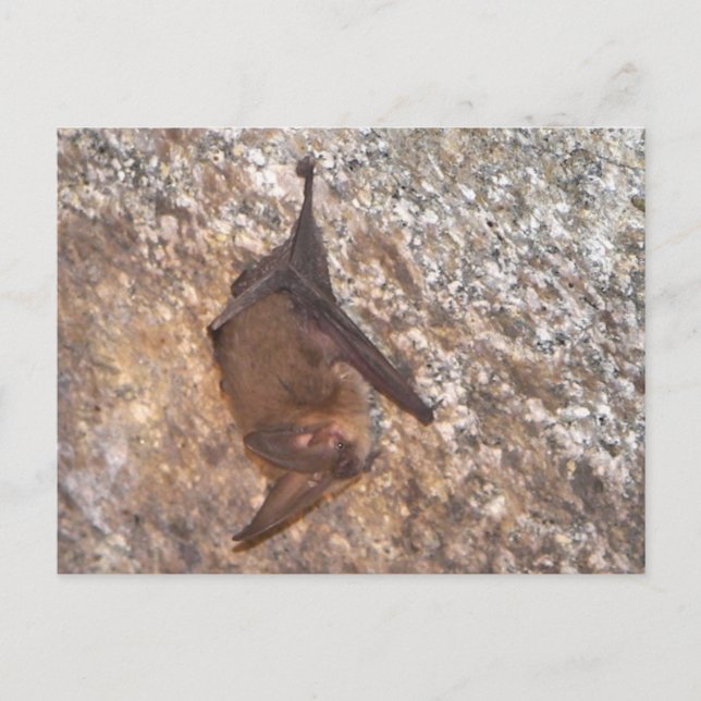 Bat In A Cave Postcard (Front)