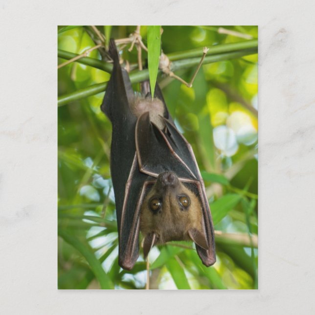 Bat Postcard (Front)