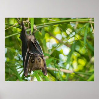 Bat Poster