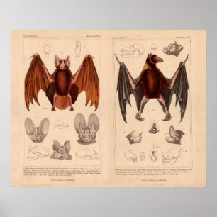 Bat print fruit bat and long eared bat
