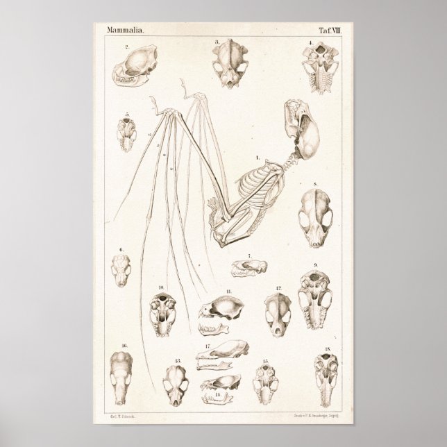 Bat Skeleton and Skulls Veterinary Anatomy Print (Front)