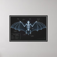 Bat Skeleton X-Ray Museum Specimen