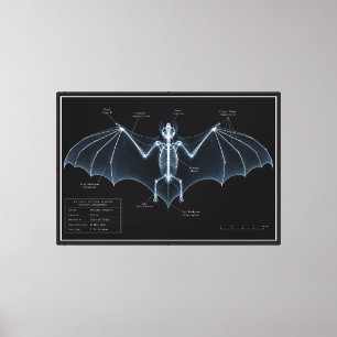 Bat Skeleton X-Ray Museum Specimen Canvas Print