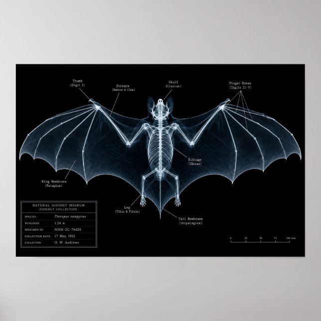 Bat Skeleton X-Ray Museum Specimen Poster (Front)