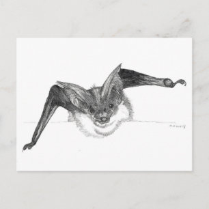 Bat sketch postcard by Nicole Janes