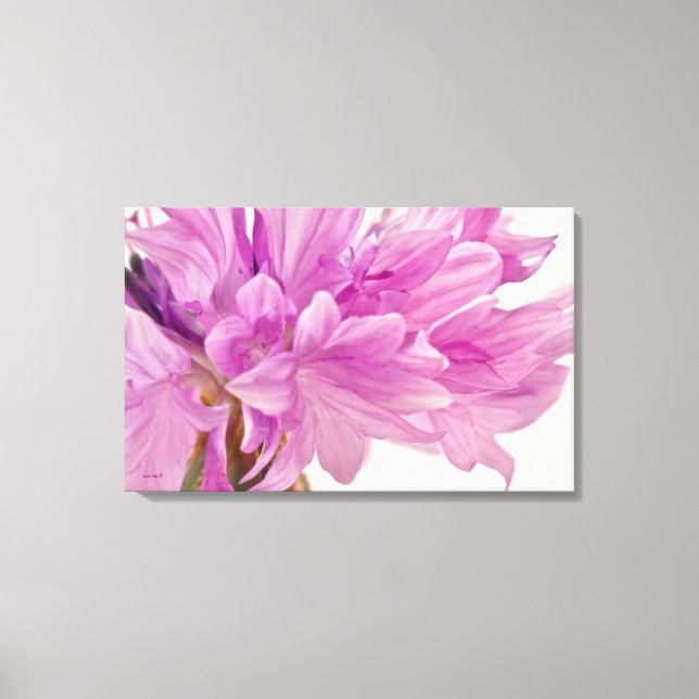 Batchelor Button Canvas Print (Front)