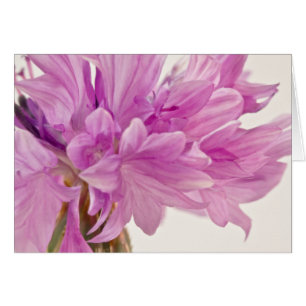 Batchelor Button Card