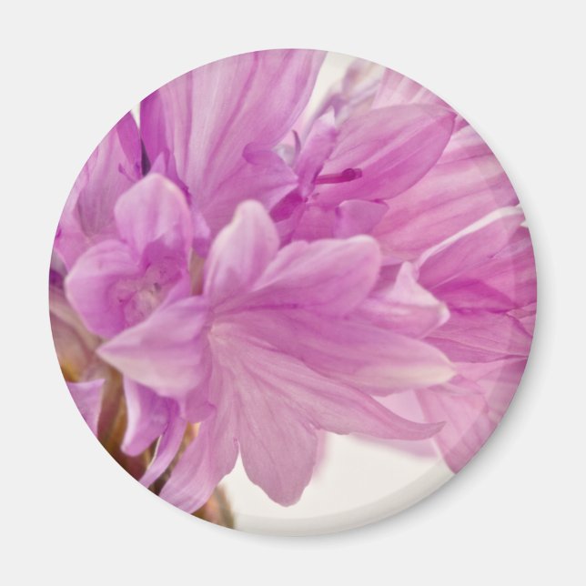 Batchelor Button Magnet (Front)