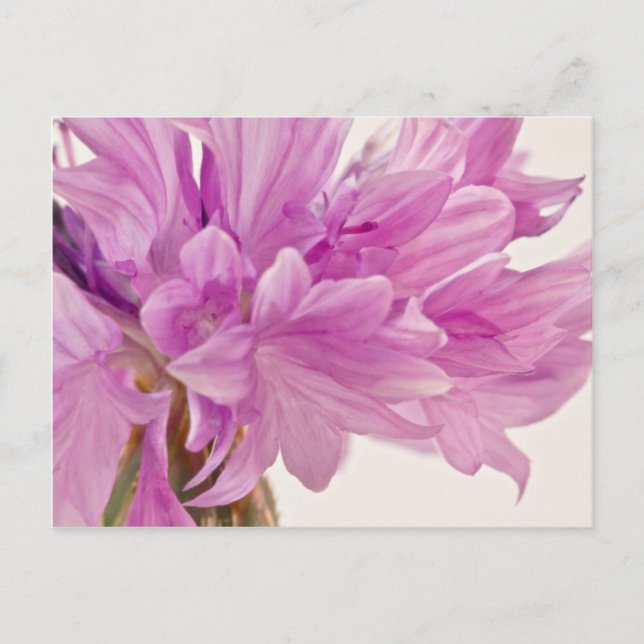 Batchelor Button Postcard (Front)