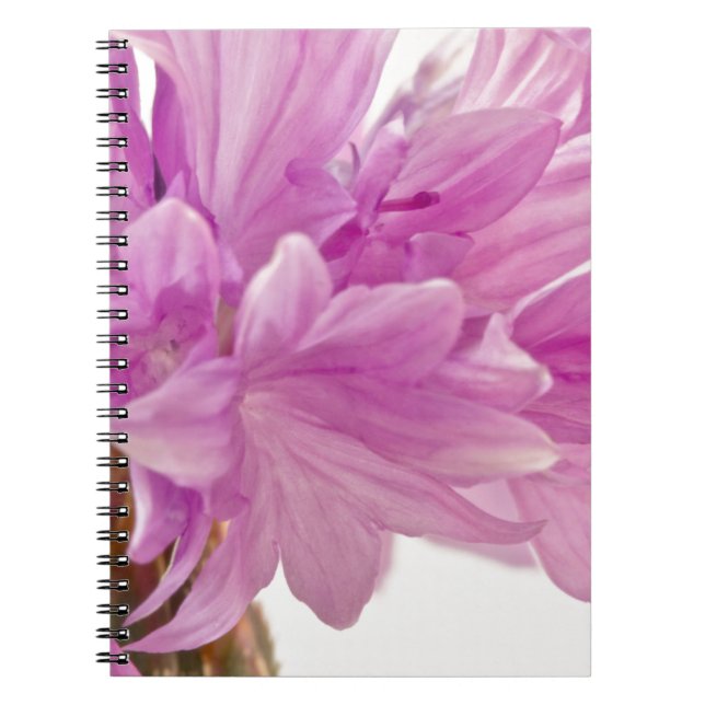 Batchelor Button Spiral Notebook (Front)