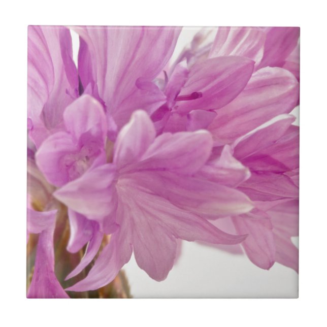 Batchelor Button Tile (Front)