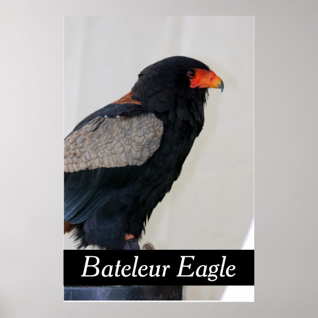 Bateleur Eagle Poster (Front)