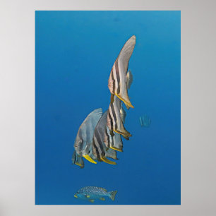Batfish Parade Poster